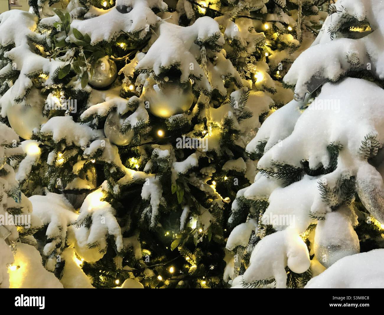 Arbres de Noël couverts de neige - Image de stock capturée avec un smartphone