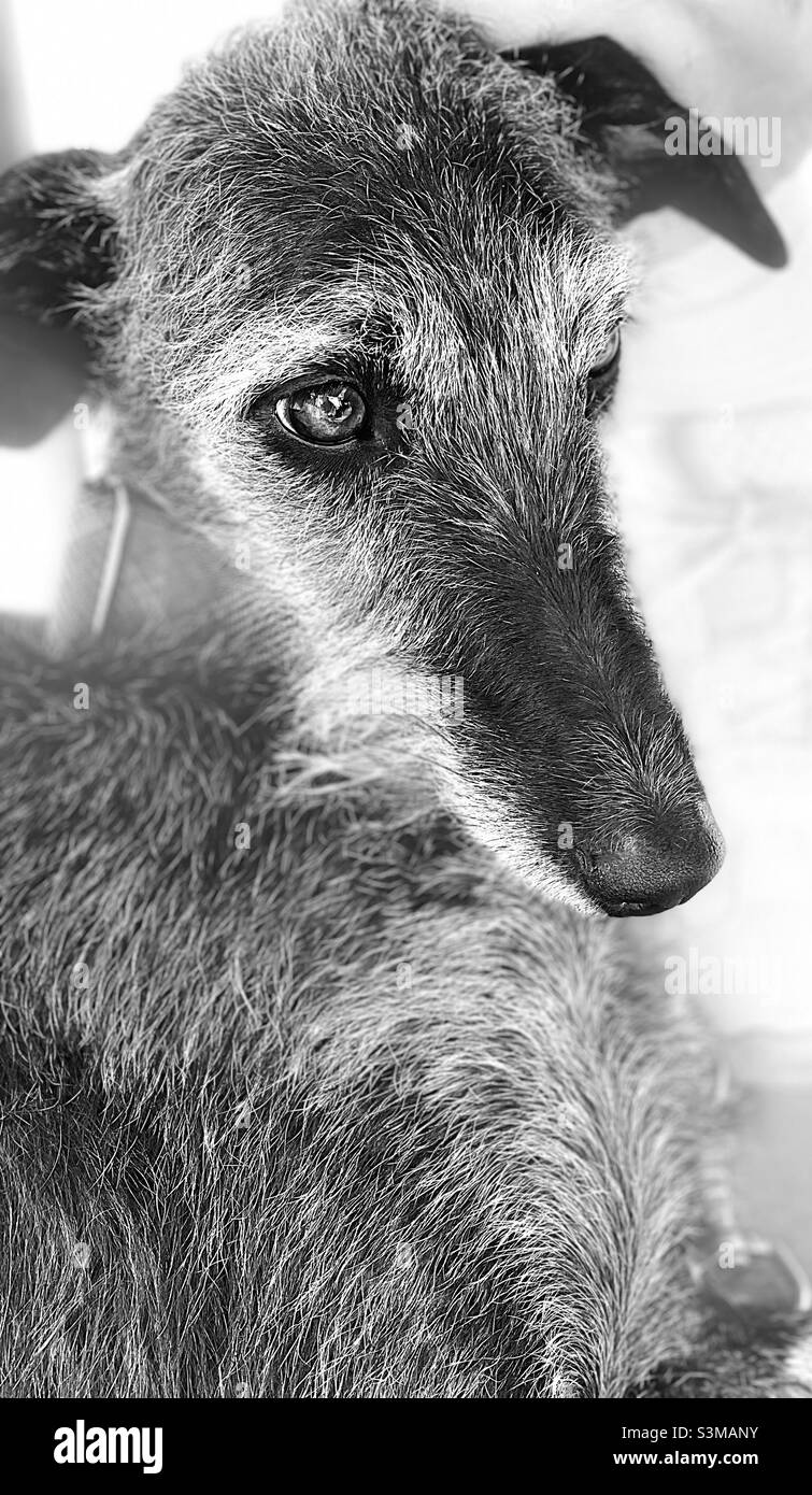 Galgo, (greyhound espagnol).Mon beau champion, Hashi, dans le sud de l'Espagne. Banque D'Images