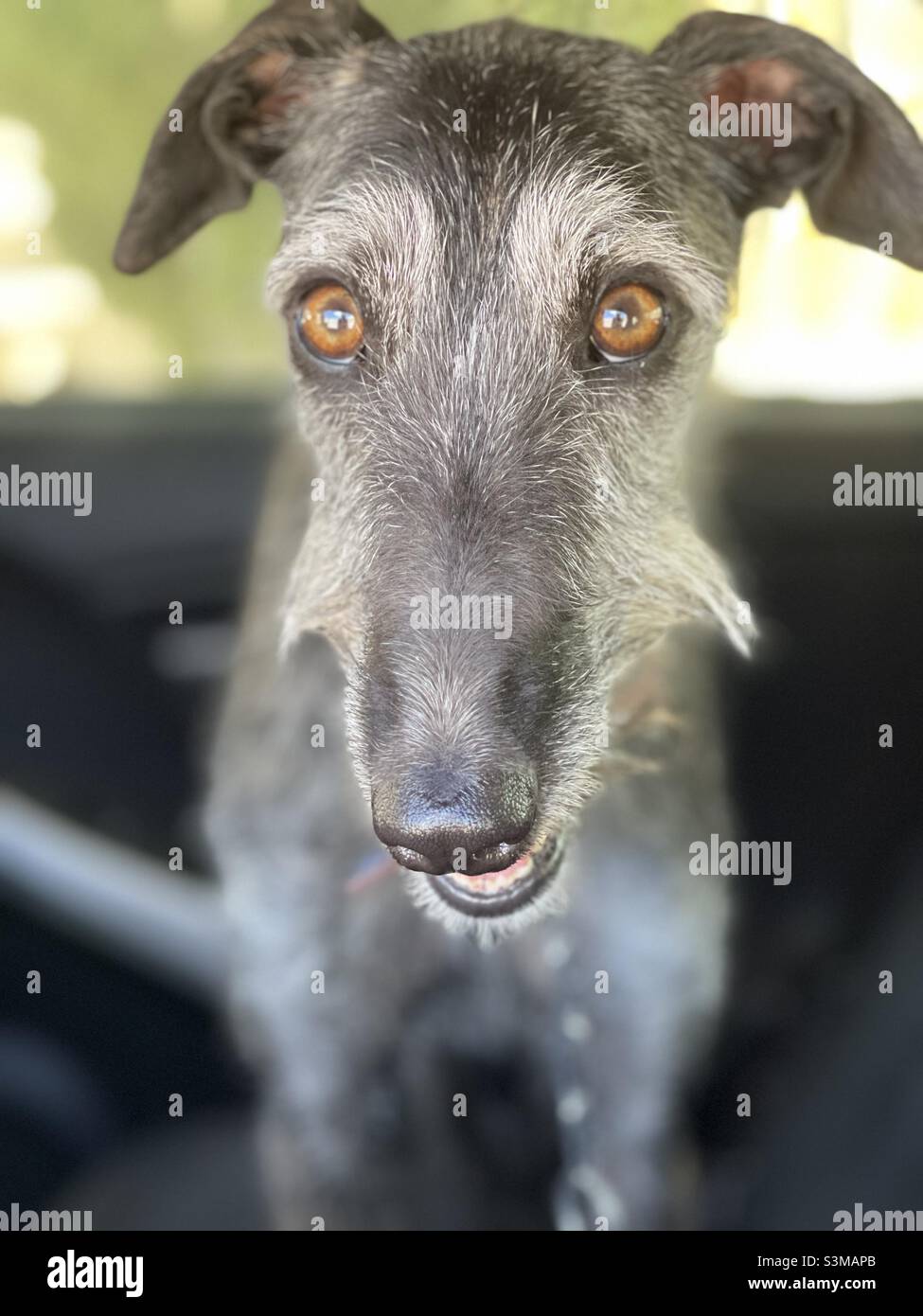 Galgo (greyhound espagnol).Mon champion de beauté, Hashi. Banque D'Images