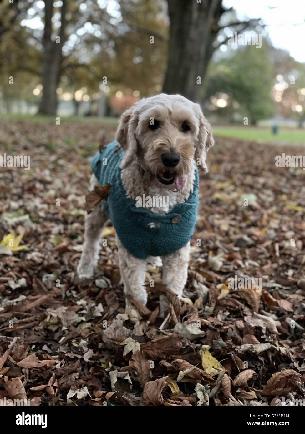 Buzz le Cockapoo Sweater Weather mignon Banque D'Images Buzz le Cockapoo Sweater Weather mignon Banque D'Images