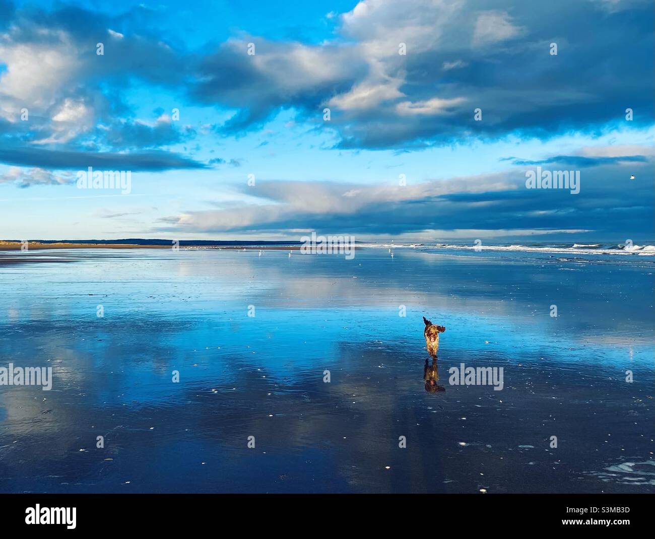 Happy dog on beach Banque D'Images