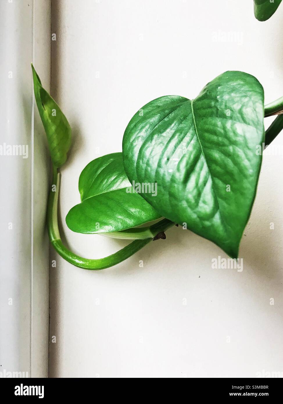 Les feuilles de la maison de Pothos se rapprochent avec une jeune feuille qui se courbe vers le