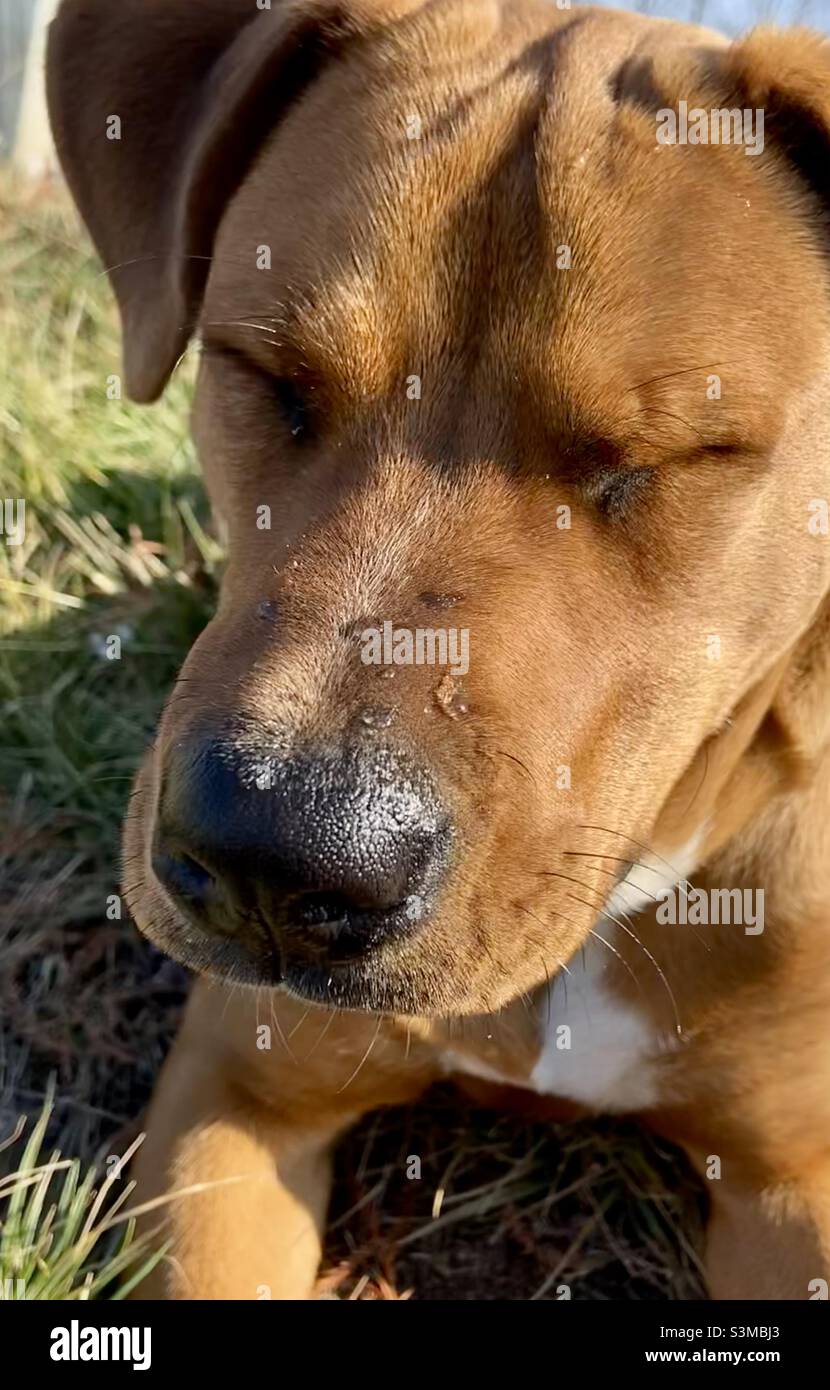 Il ne boit pas seul si votre chien est à la maison Banque D'Images