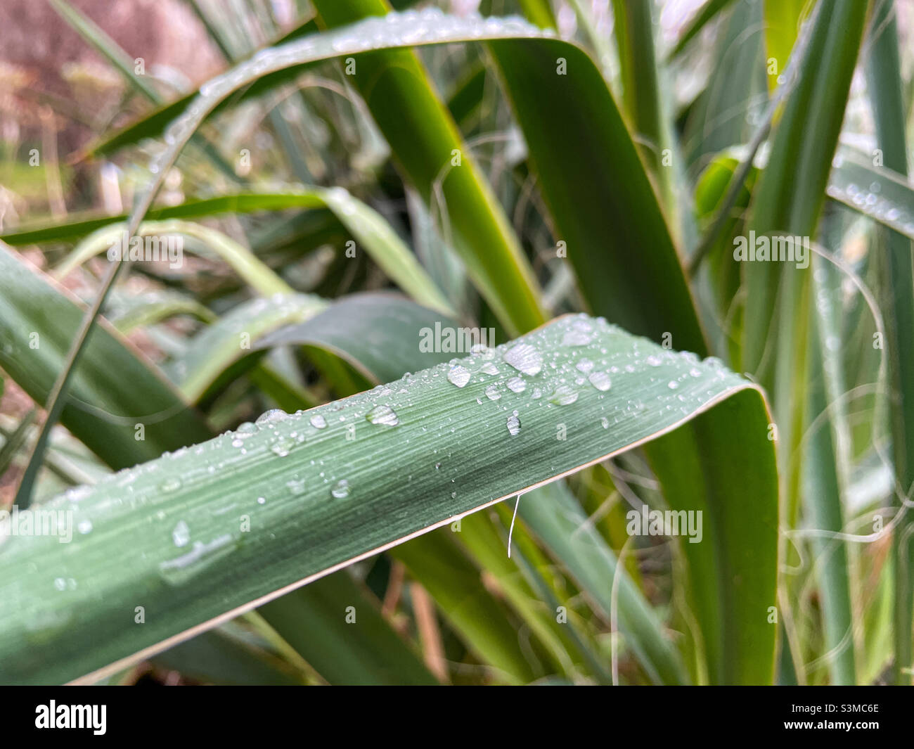 L'eau tombe sur une feuille de palmier verte - Image de stock capturée avec un smartphone