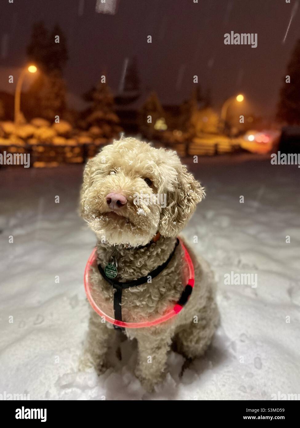 Joli Labradoodle dans la neige en mode Portrait Banque D'Images