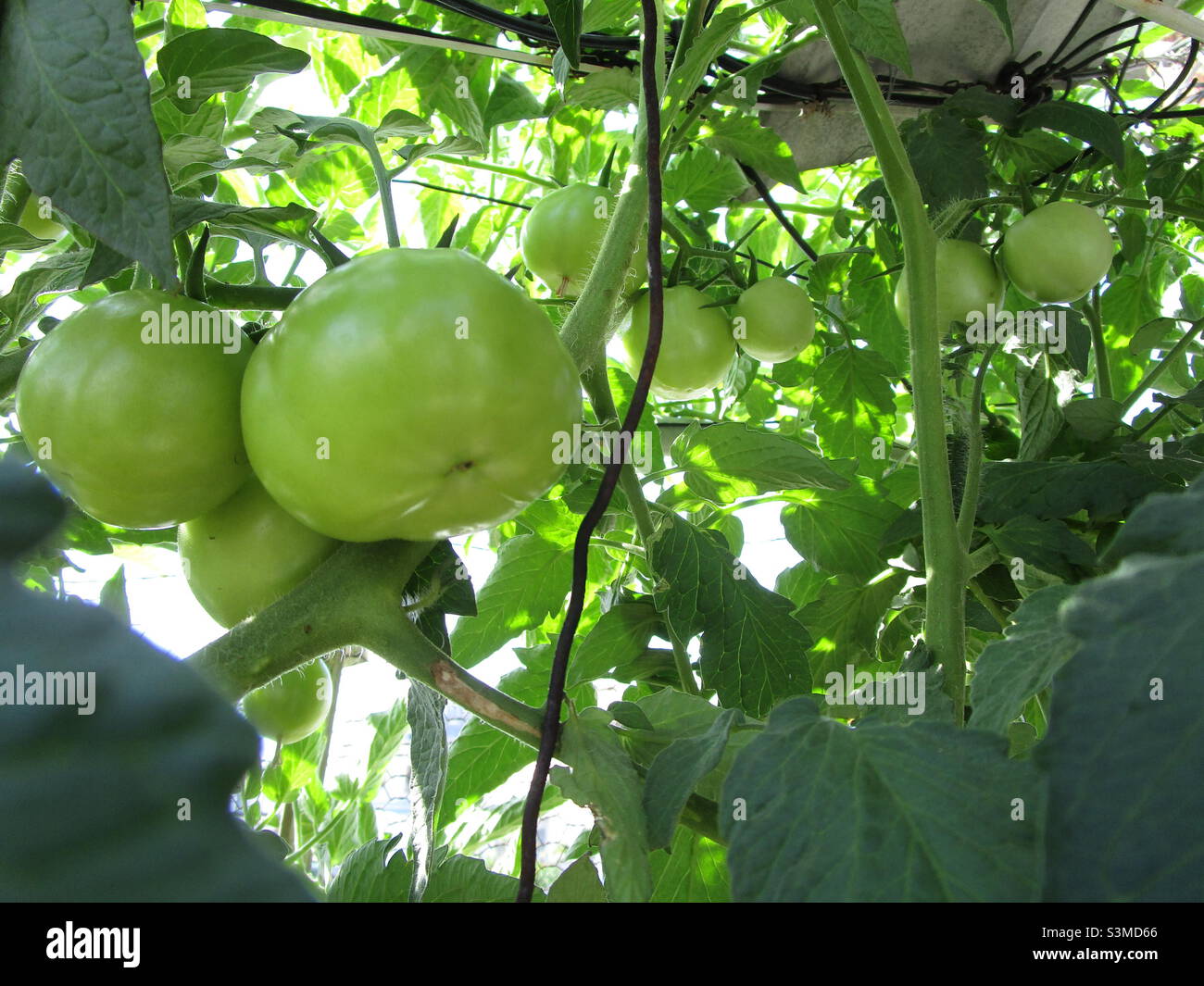 Tomates sur ses arbres - Image de stock capturée avec un smartphone