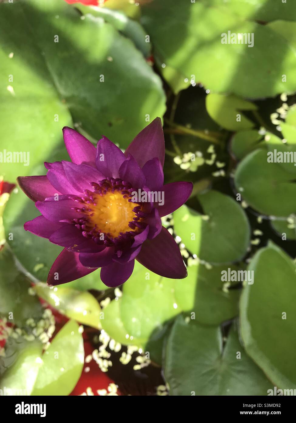 Le nénuphars rose rouge est fleuri comme une fleur qui pousse au-dessus de l'eau dans le lac - Image de stock capturée avec un smartphone