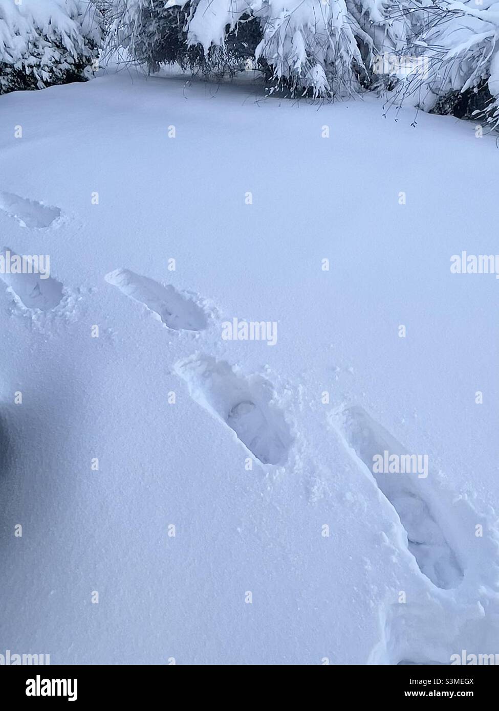 Empreintes de pas dans de la neige fraîche et nouvelle, à peu près la valeur d'un pied, dans l'Utah, aux États-Unis.La profondeur de la chute de neige peut être vue et mesurée sur les empreintes de pas, tandis que les buissons écrasés recouverts de neige sont en arrière-plan. Banque D'Images
