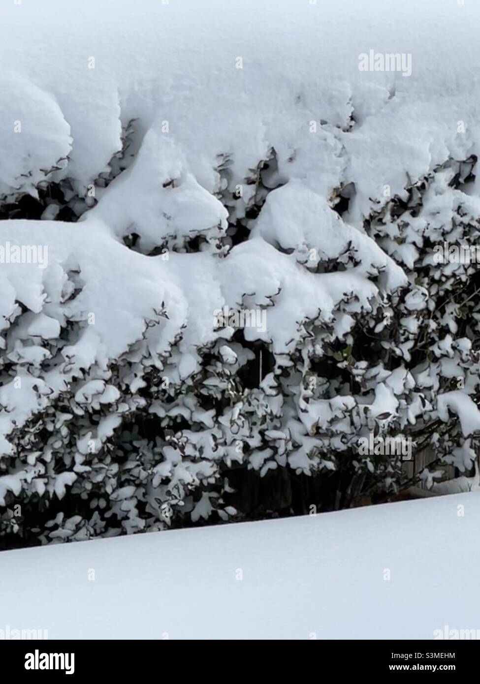 Une haie Privet le long d'une propriété est très couverte de neige fraîche dans l'Utah, aux États-Unis. Banque D'Images