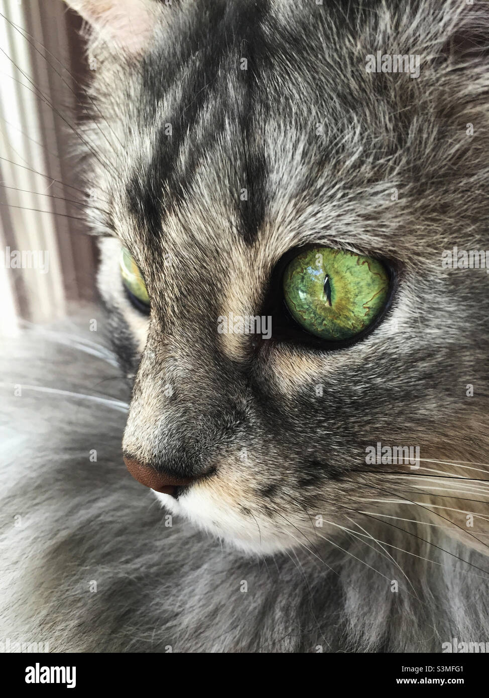 Gros plan d'un chat domestique à poil long avec de magnifiques yeux verts Banque D'Images