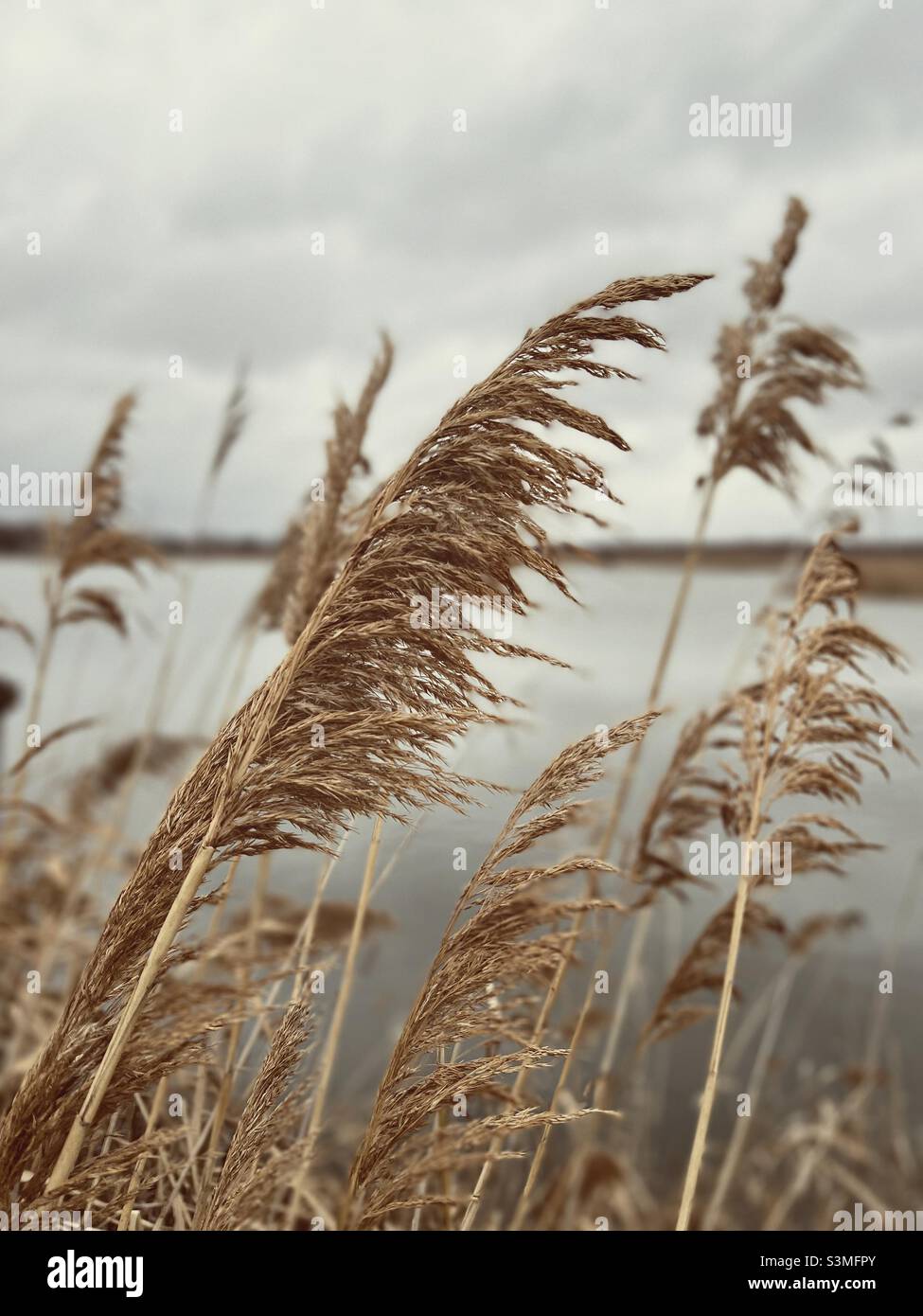 Phragmites (également connu sous le nom de roseau commun) dans les Meadowlands, New Jersey, États-Unis. Banque D'Images