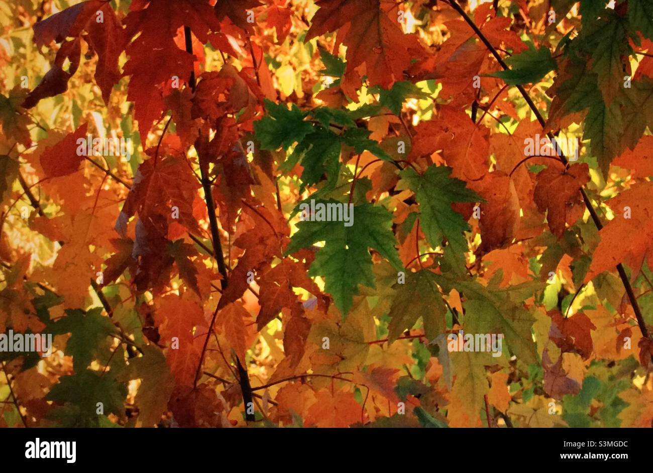 Feuilles d'automne, érable, photographie d'arrière-cour, Alberta, Canada Banque D'Images Feuilles d'automne, érable, photographie d'arrière-cour, Alberta, Canada Banque D'Images