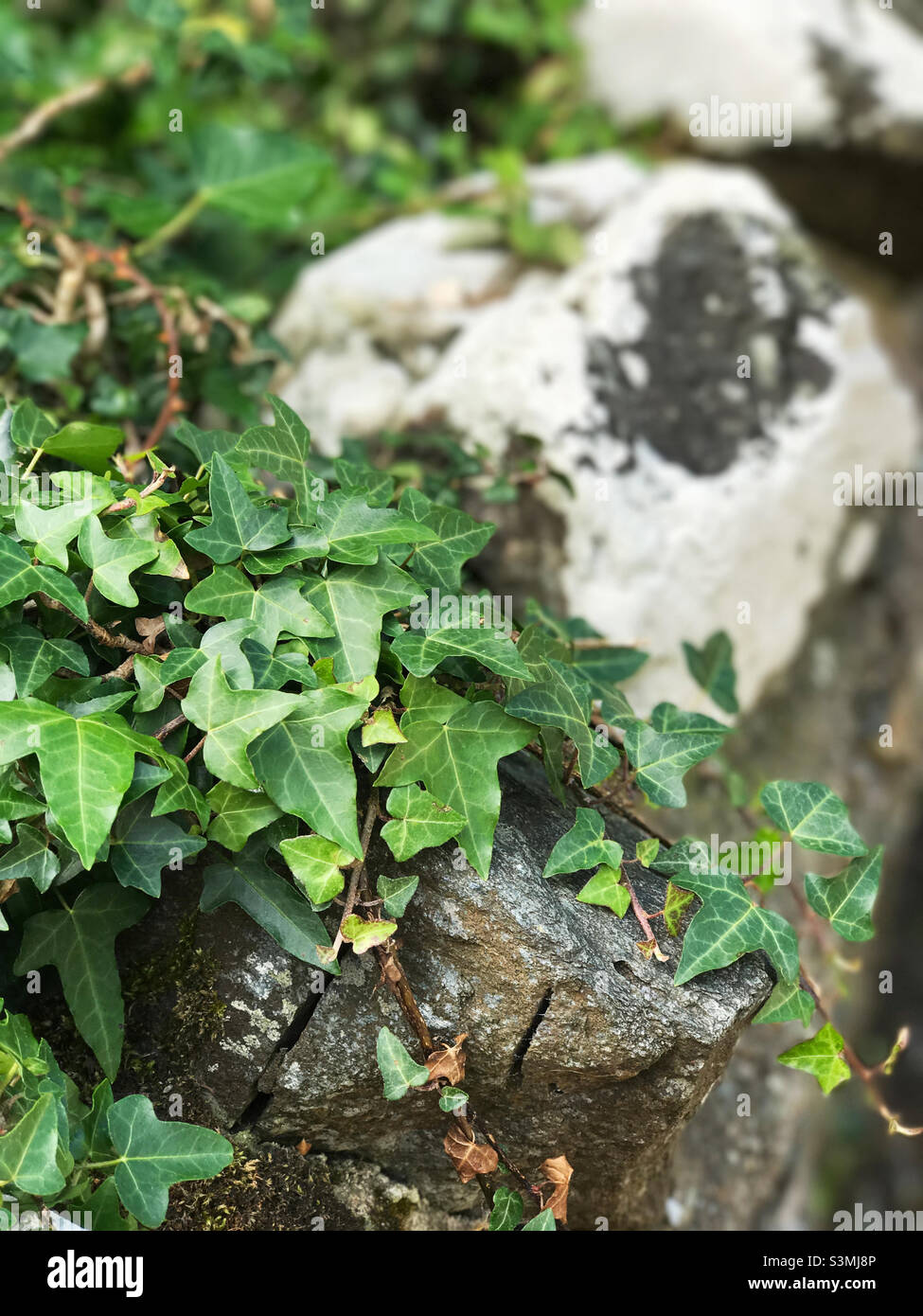 Plante d'Ivy anglaise de couleur verte qui pousse le long d'un vieux mur de roche.Mise au point au premier plan Banque D'Images