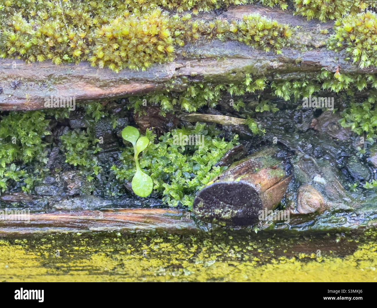 Un gros plan d'un morceau de bois en décomposition, le rail supérieur d'une porte, avec de la mousse, un plantule et un nœud en saillie Banque D'Images