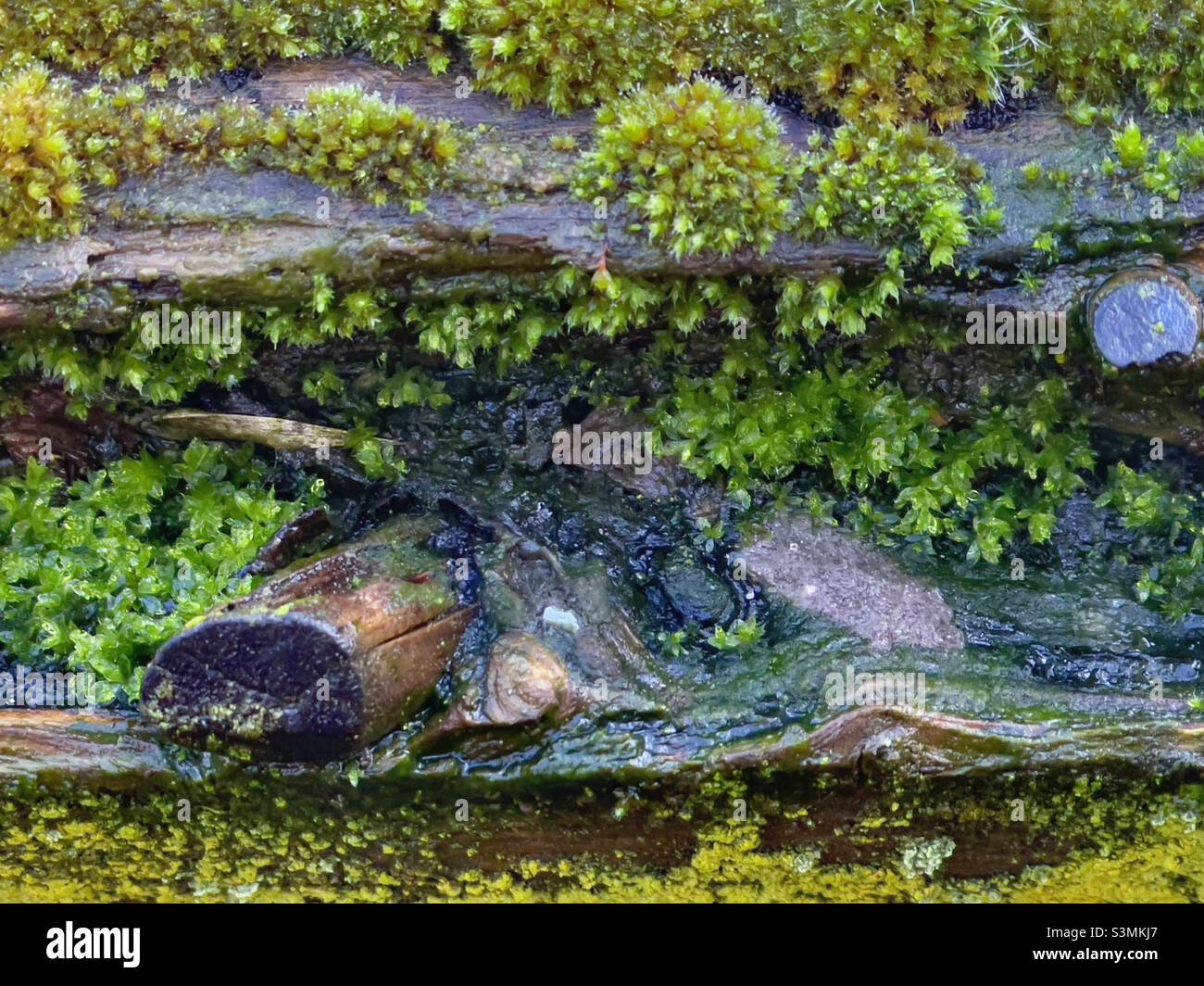 Le rail supérieur pourri d'une porte à main, avec des mousses, des lichens et un nœud en saillie Banque D'Images