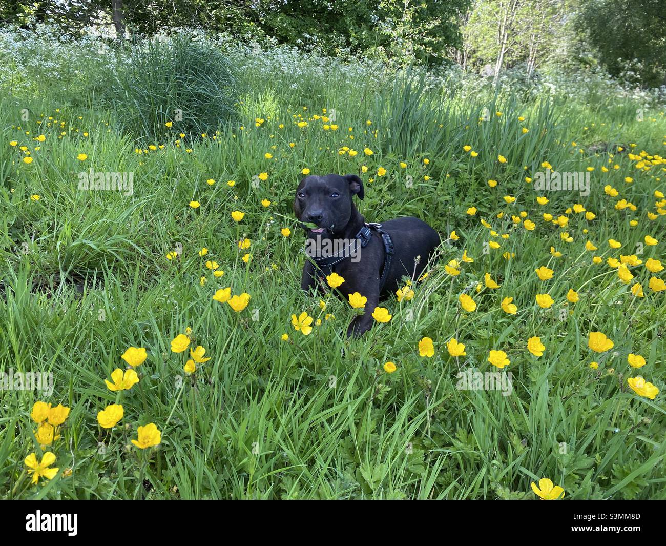 C'est une vie de chiens! Banque D'Images