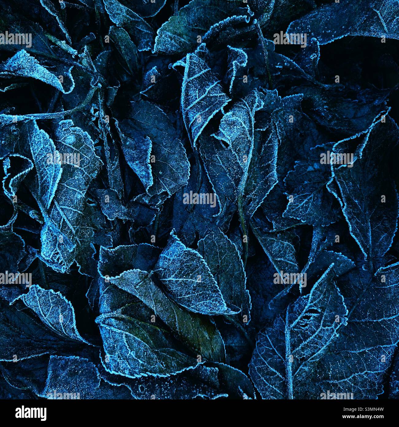 Feuilles gelées tombées. Banque D'Images