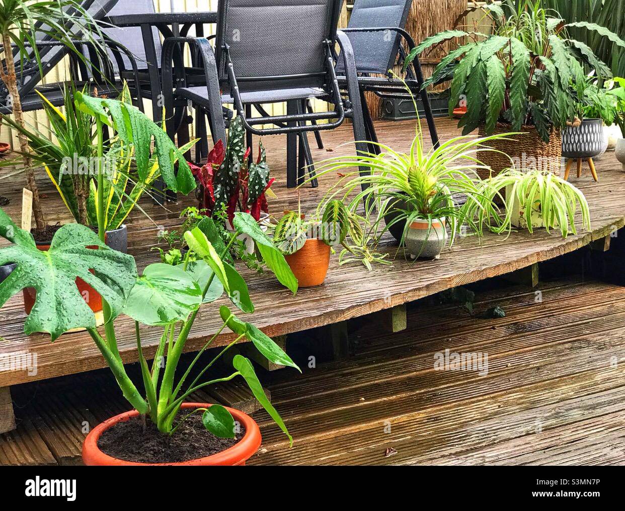 Les plantes de maison obtiennent un peu d'air frais, de l'eau de pluie et un bask au soleil Banque D'Images