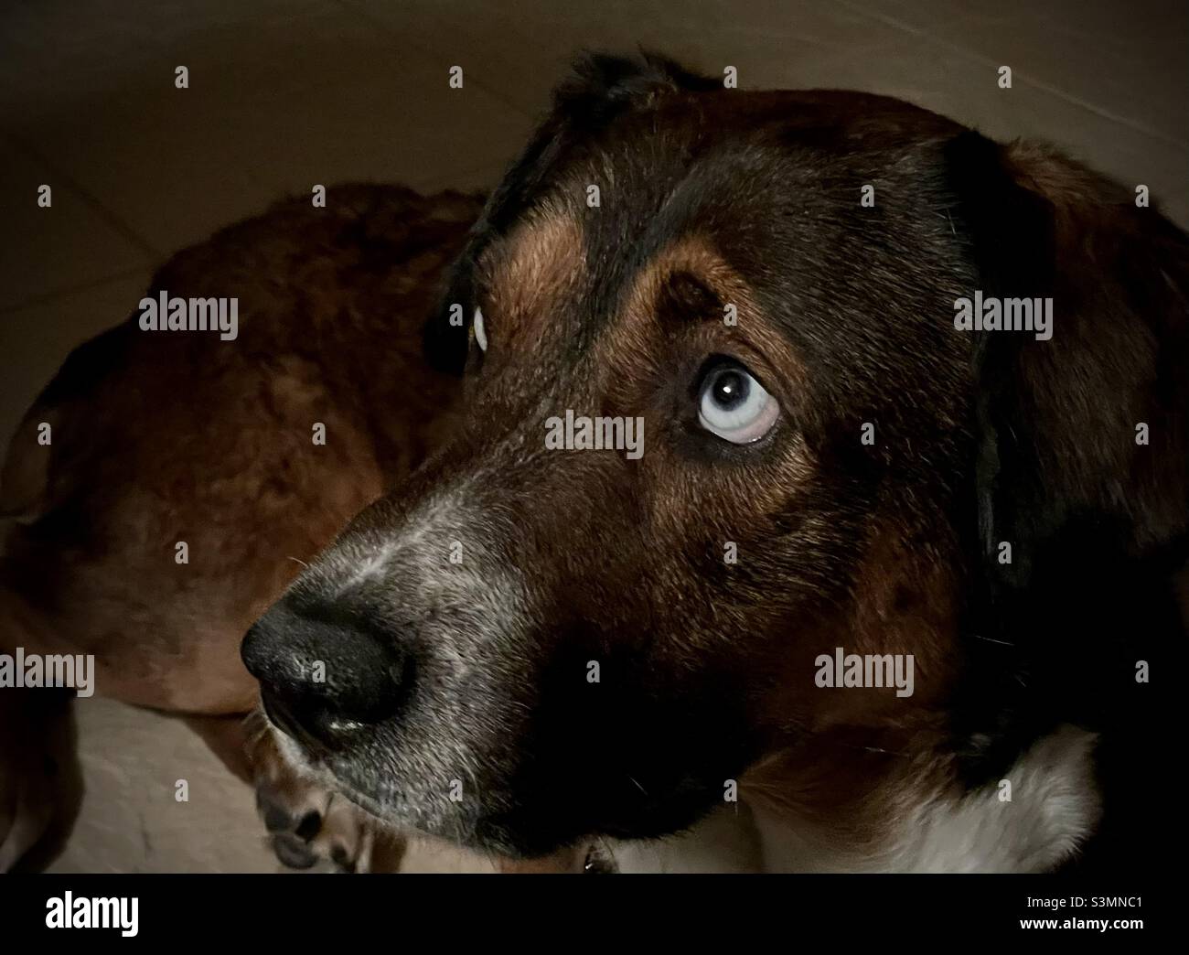 Un portrait de vue latérale de chien de sauvetage brun, acajou et blanc avec des yeux bleu clair regardant vers le haut. Banque D'Images