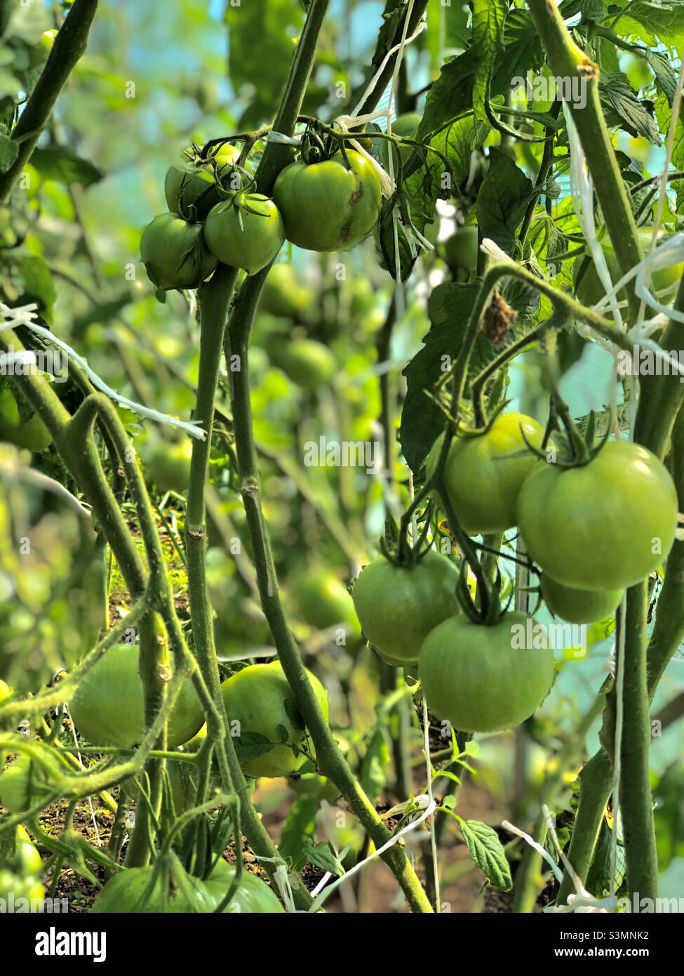 La culture de tomates. Banque D'Images