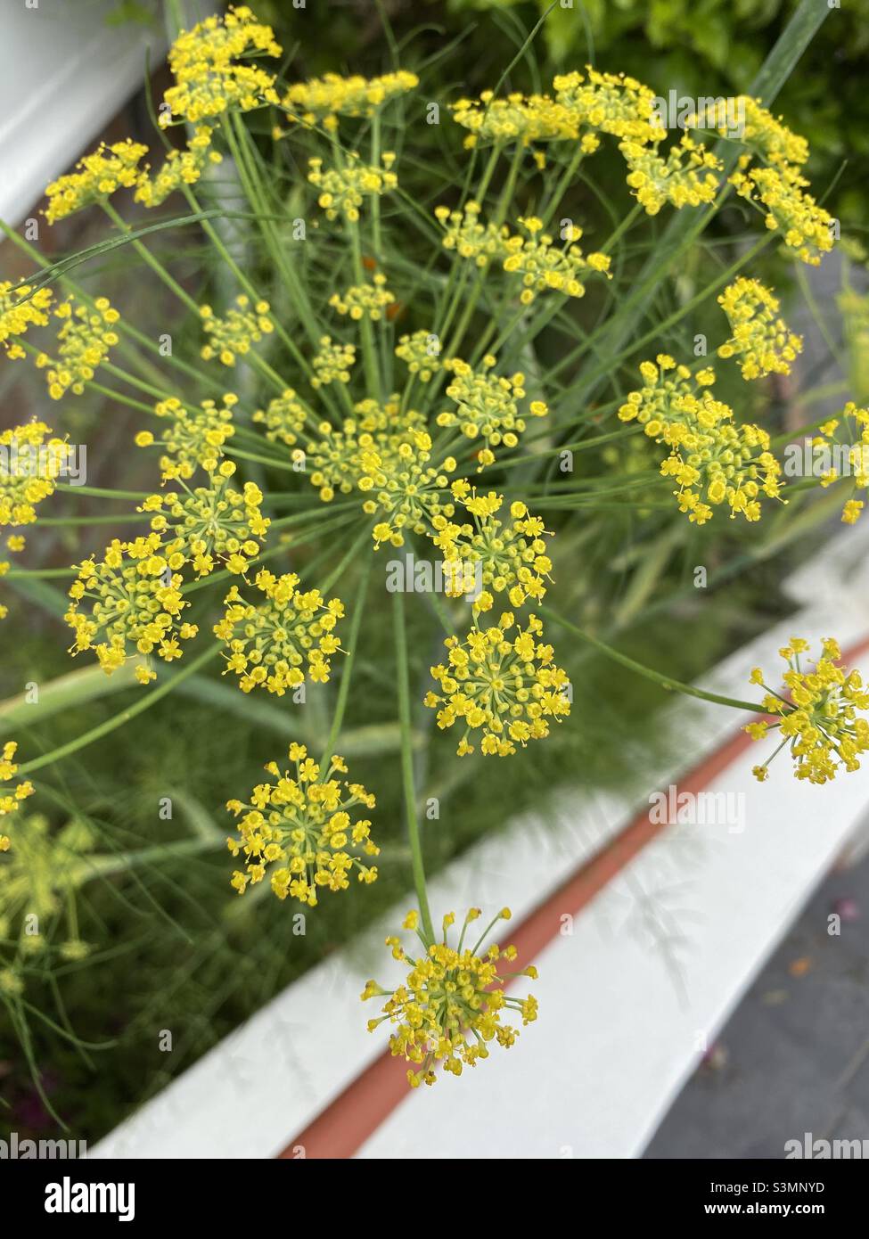 Fenouil à fleurs (Foeniculum vulgare). Banque D'Images