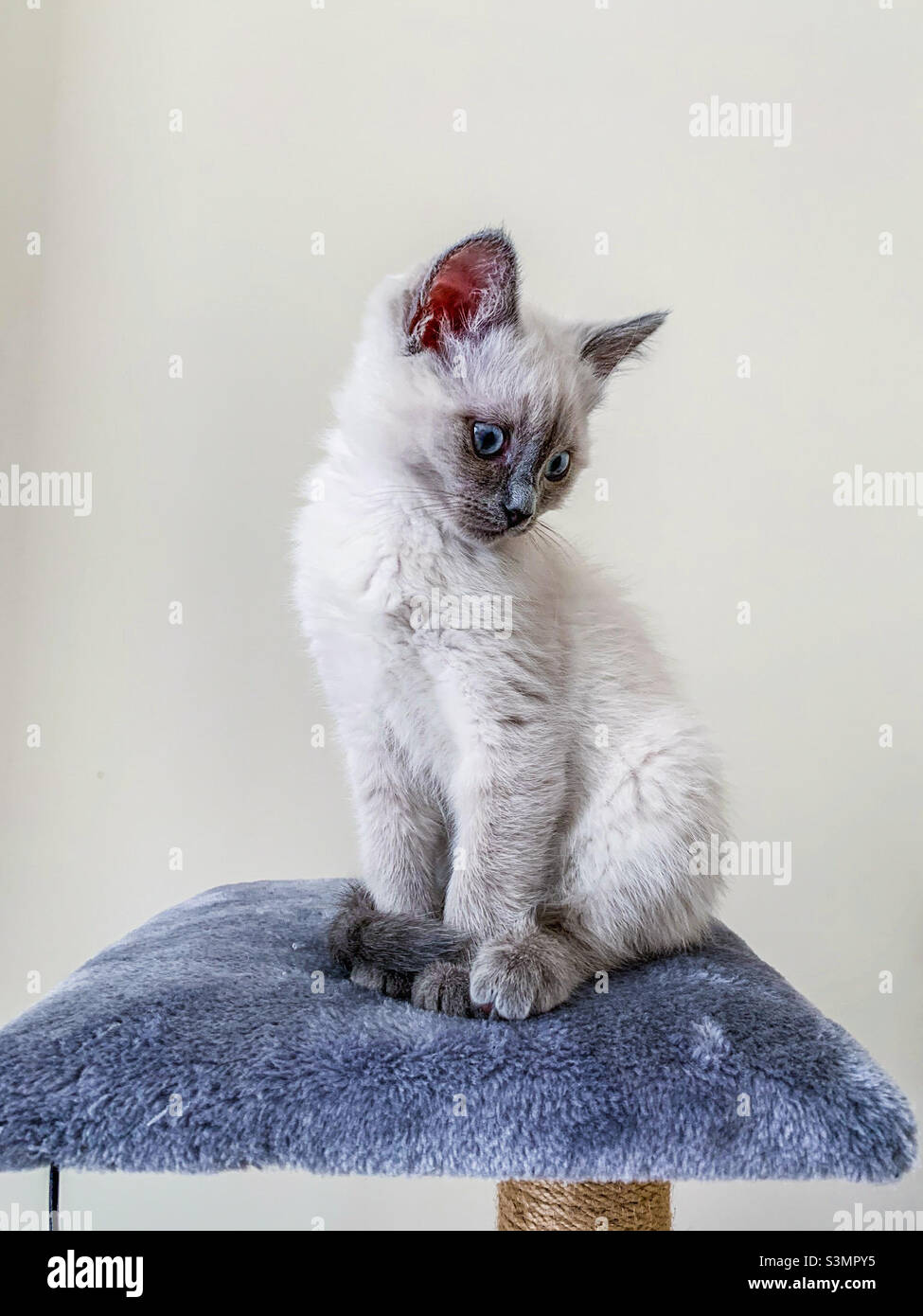Chaton A Poil Court Britannique Photo Stock Alamy