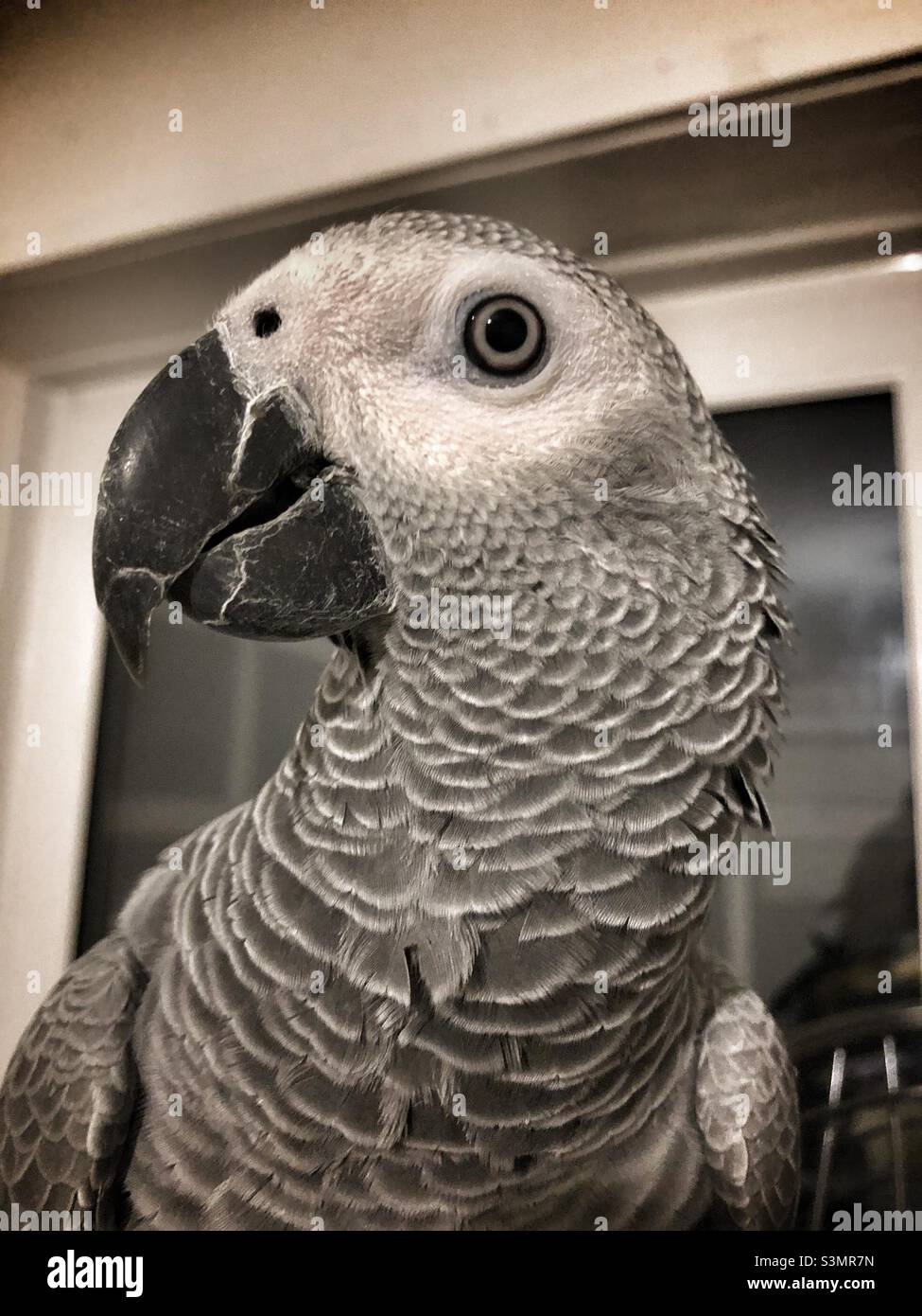 Parrot Baby Banque D Image Et Photos Alamy