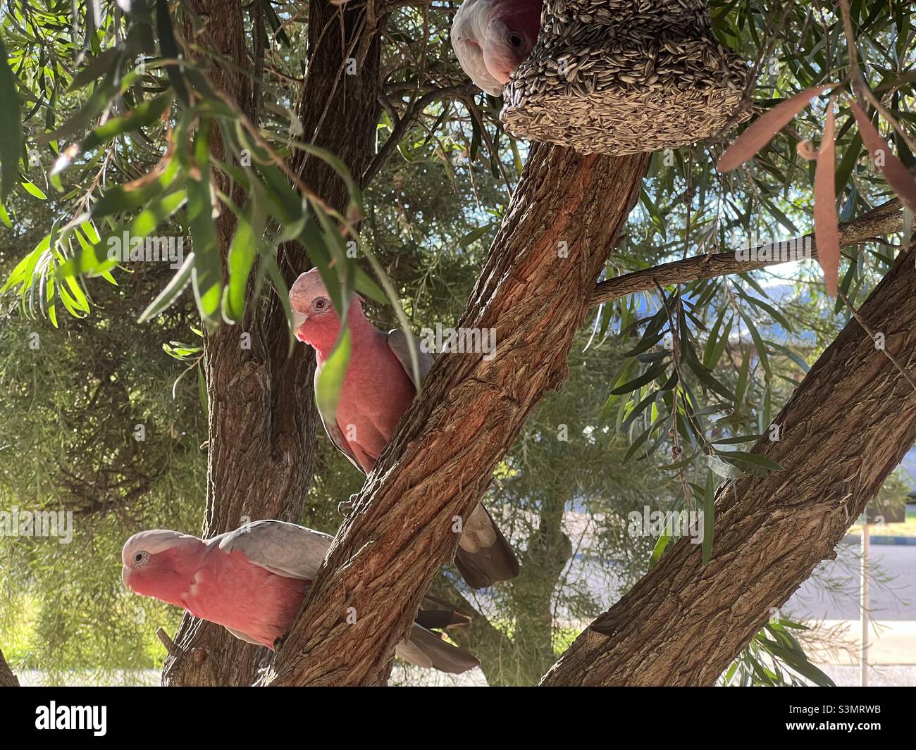 Trois Galahs roses dans un arbre à l'embouteillage, on grignotant un bloc de graines de tournesol - Image de stock capturée avec un smartphone