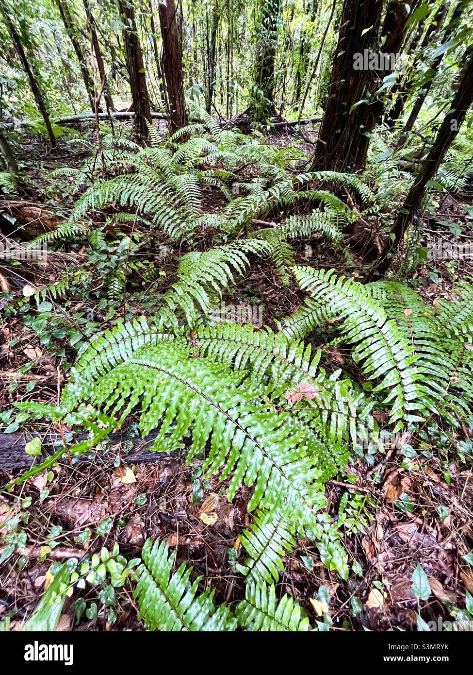Fougères dans la forêt tropicale Banque D'Images