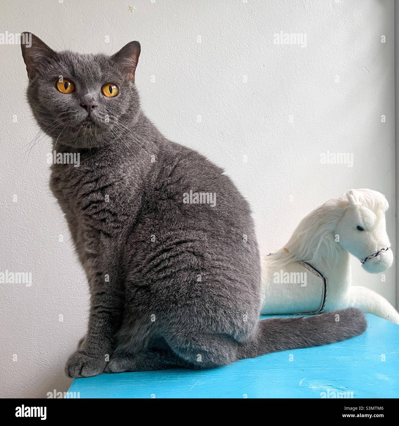 Chat de shorthair britannique et jouet moelleux. Banque D'Images