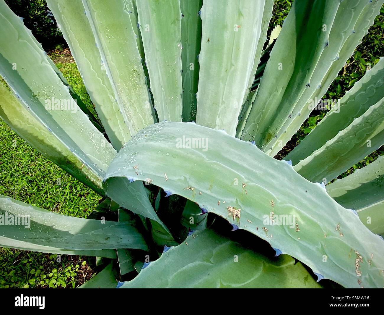 Détail des feuilles d'une plante de cactus d'aloès. - Image de stock capturée avec un smartphone
