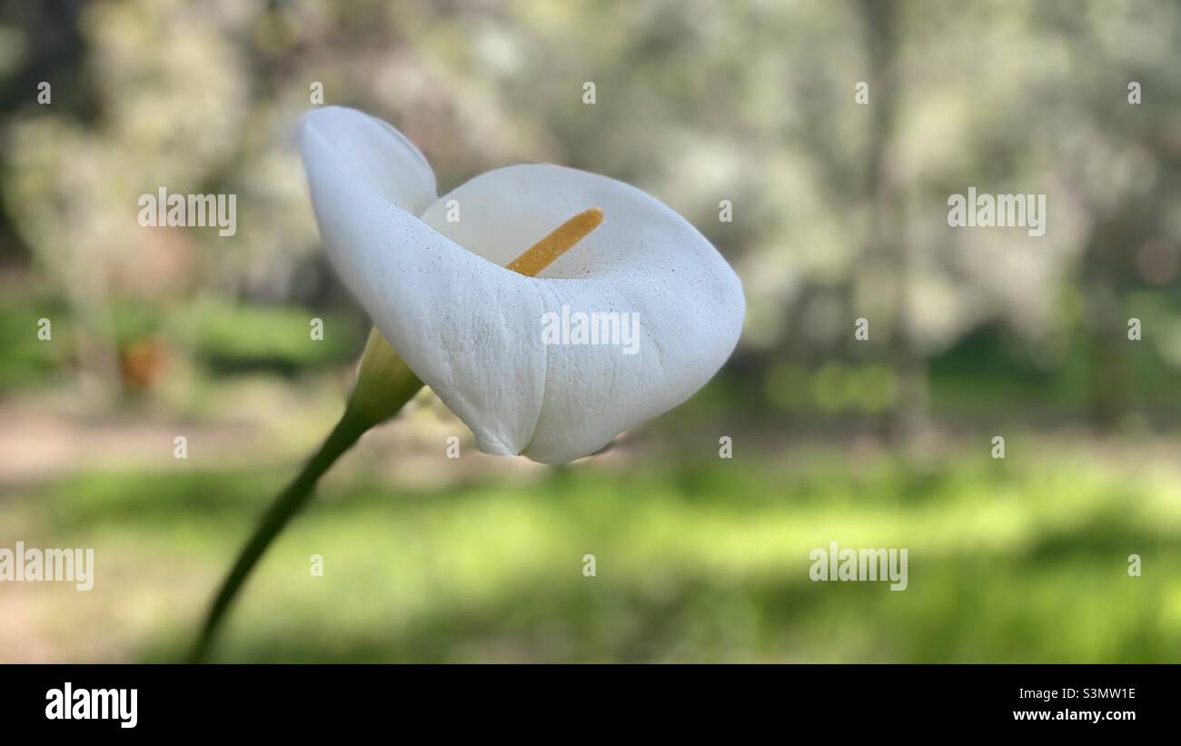 Gros plan sur une fleur blanche avec forêt à faible focale en arrière-plan Banque D'Images