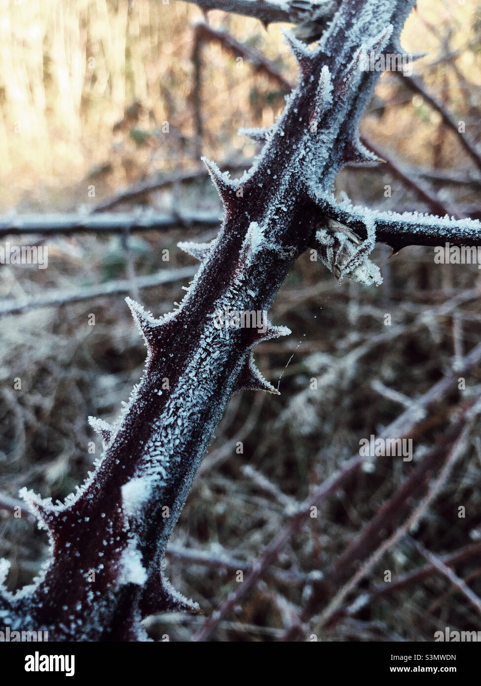Plante épineuse par temps froid Banque D'Images