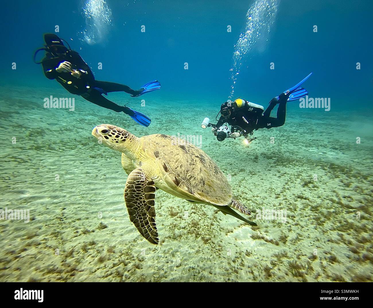 Tortue de mer avec plongeurs en mer Rouge, Égypte Banque D'Images