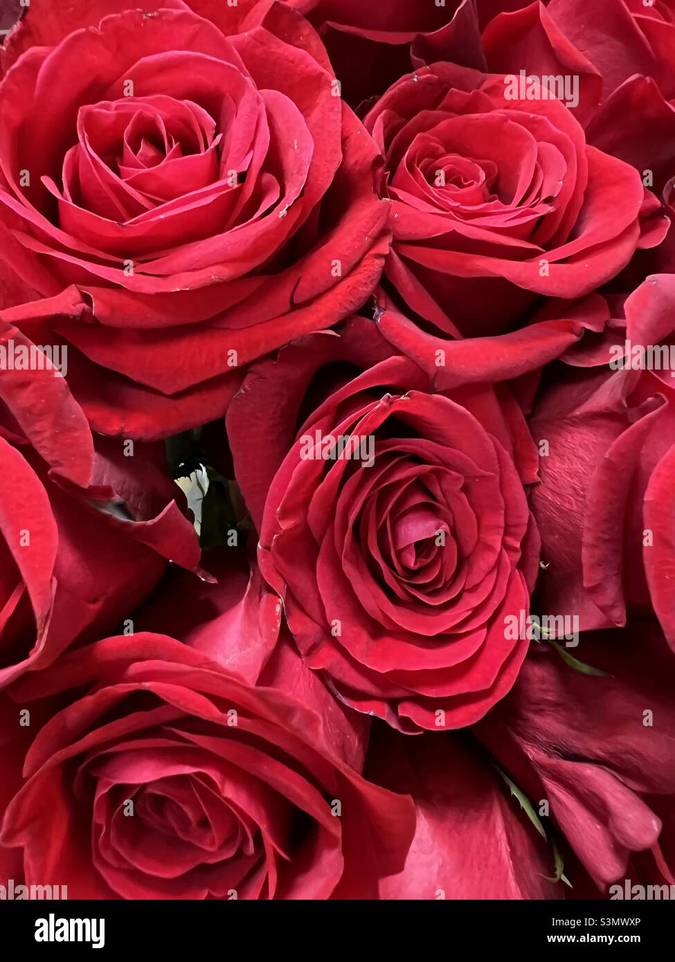 Fond complet de roses rouges - Image de stock capturée avec un smartphone
