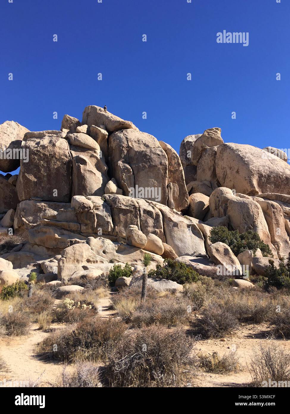 Joshua Tree National Park en Californie Banque D'Images