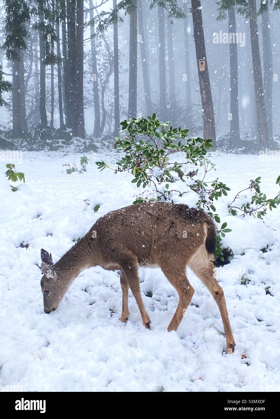 Un cerf dans la neige. Banque D'Images