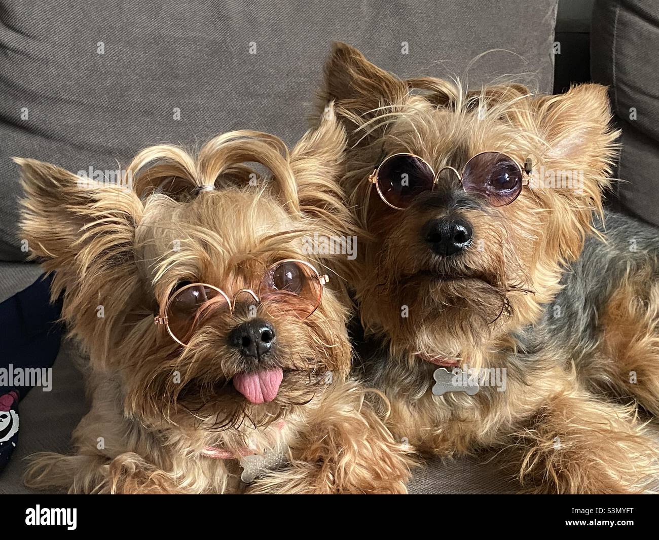 deux chiens de terrier du yorkshire avec lunettes Banque D'Images