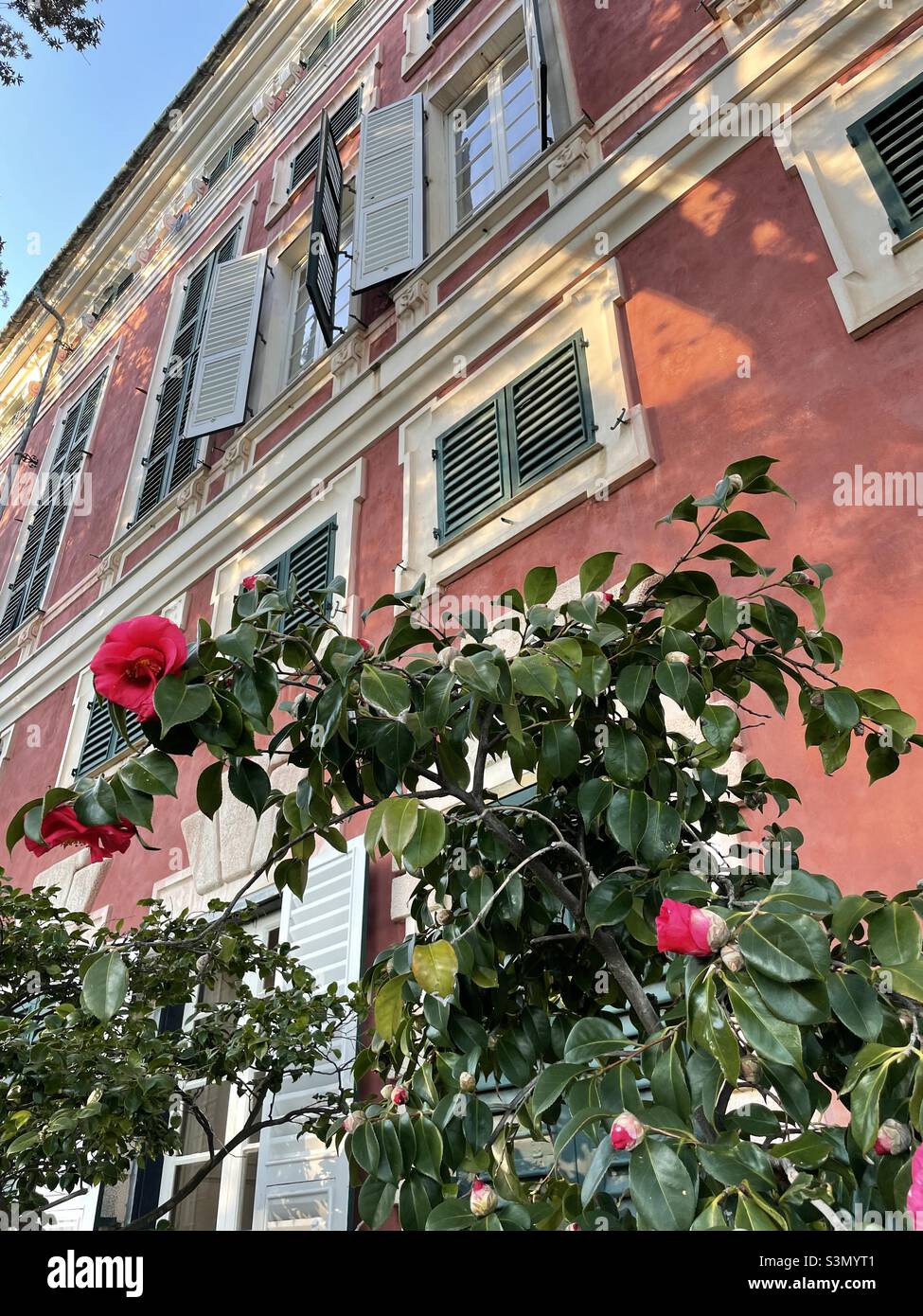 Scrocio de Villa Durazzo à fleurs roses, santa Margherita Ligure, Gênes, Italie Banque D'Images