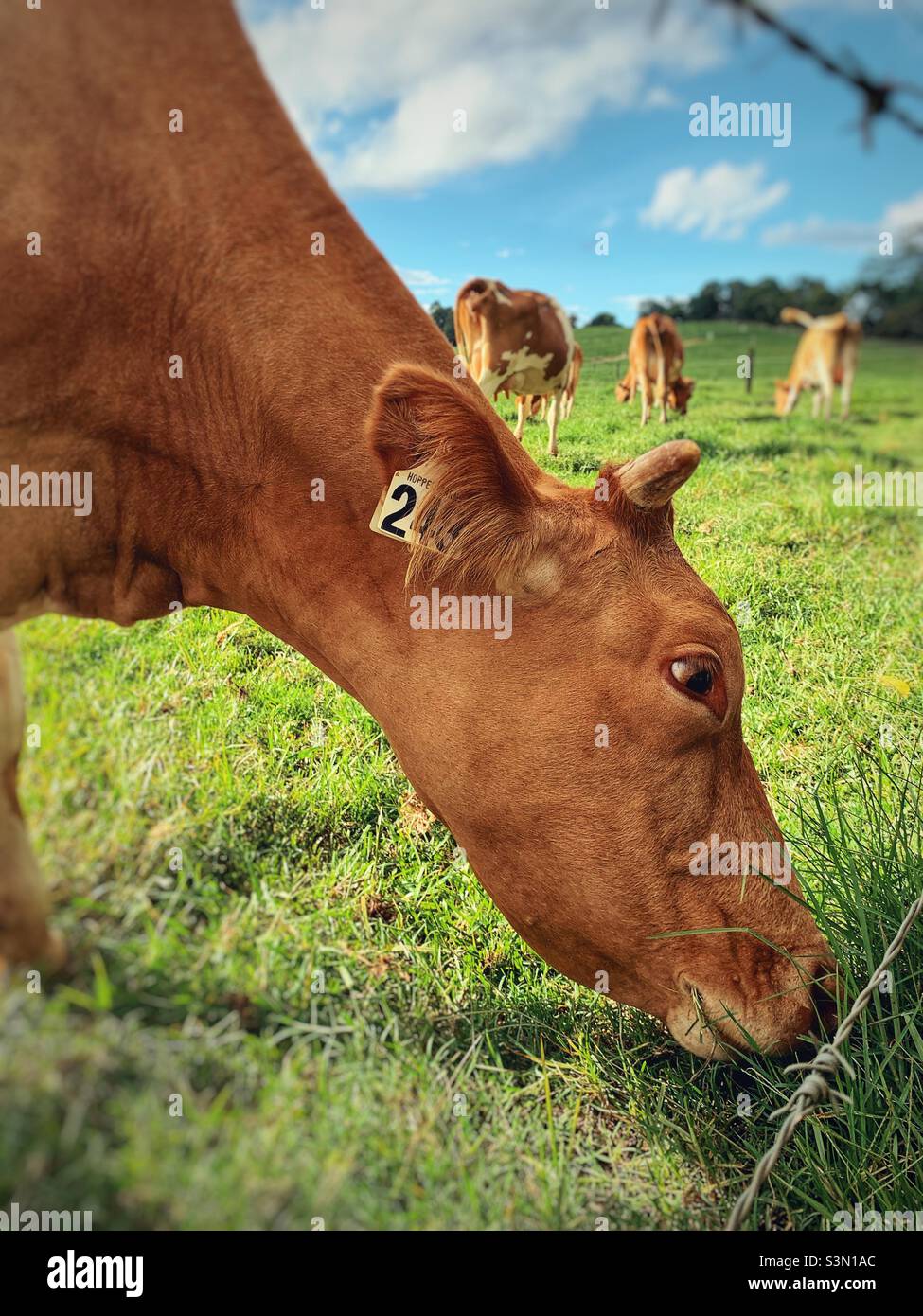 Vache brune mangeant de l'herbe dans une ferme australienne Banque D'Images