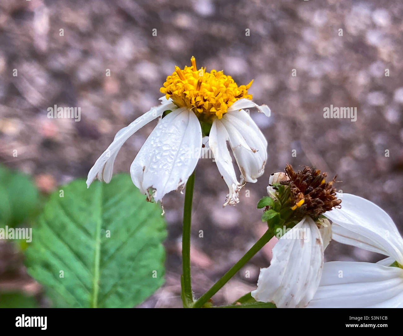 Mourante de pâquerettes blanches contre des feuilles brunes.L'eau peut être vue sur les pétales. Banque D'Images