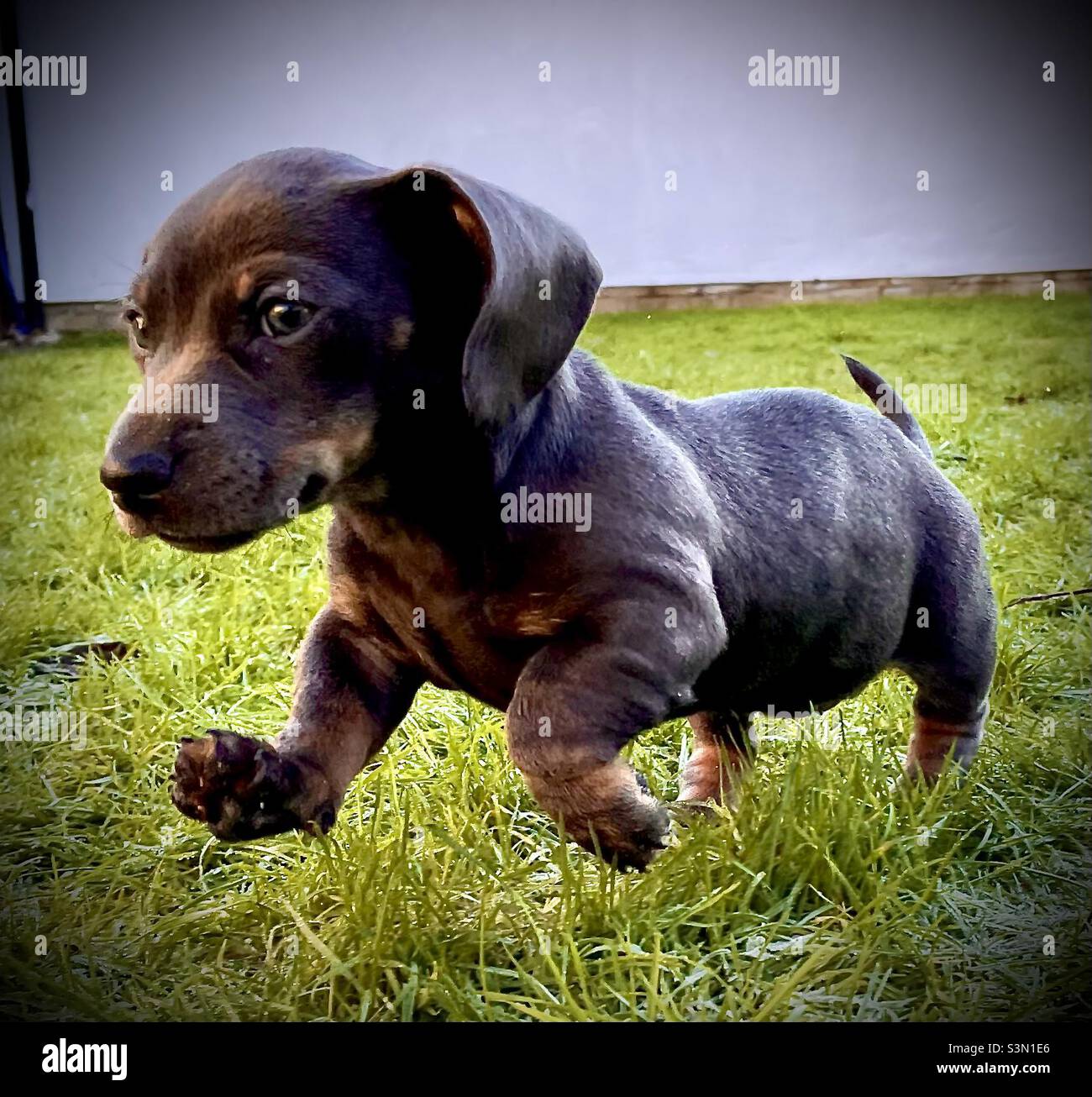 Billie Reynolds Puppy Dog miniature Dachshund chien de saucisse bleu Banque D'Images