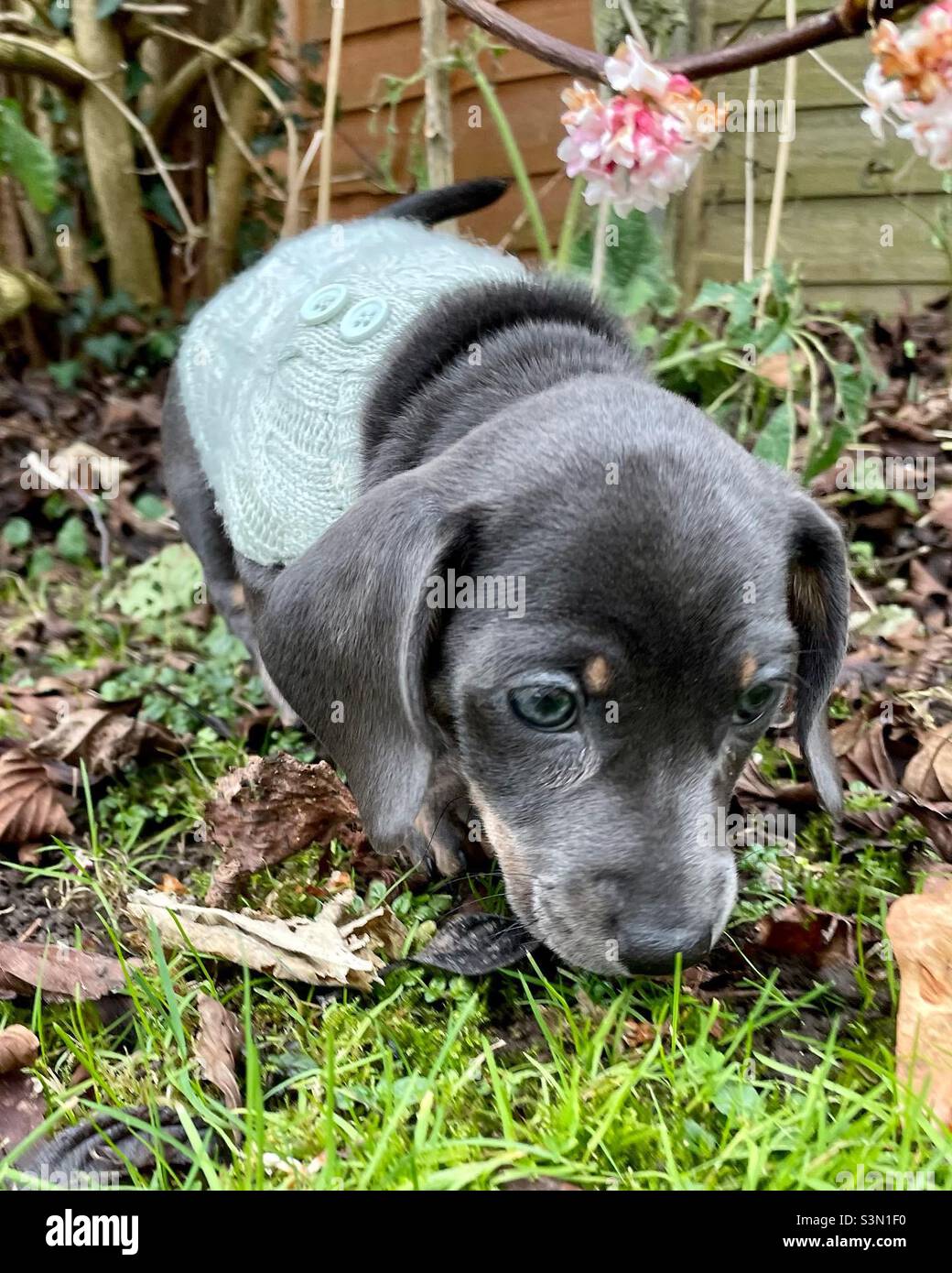 Billie Reynolds Puppy miniature Dachshund Sauser Dog PET Banque D'Images