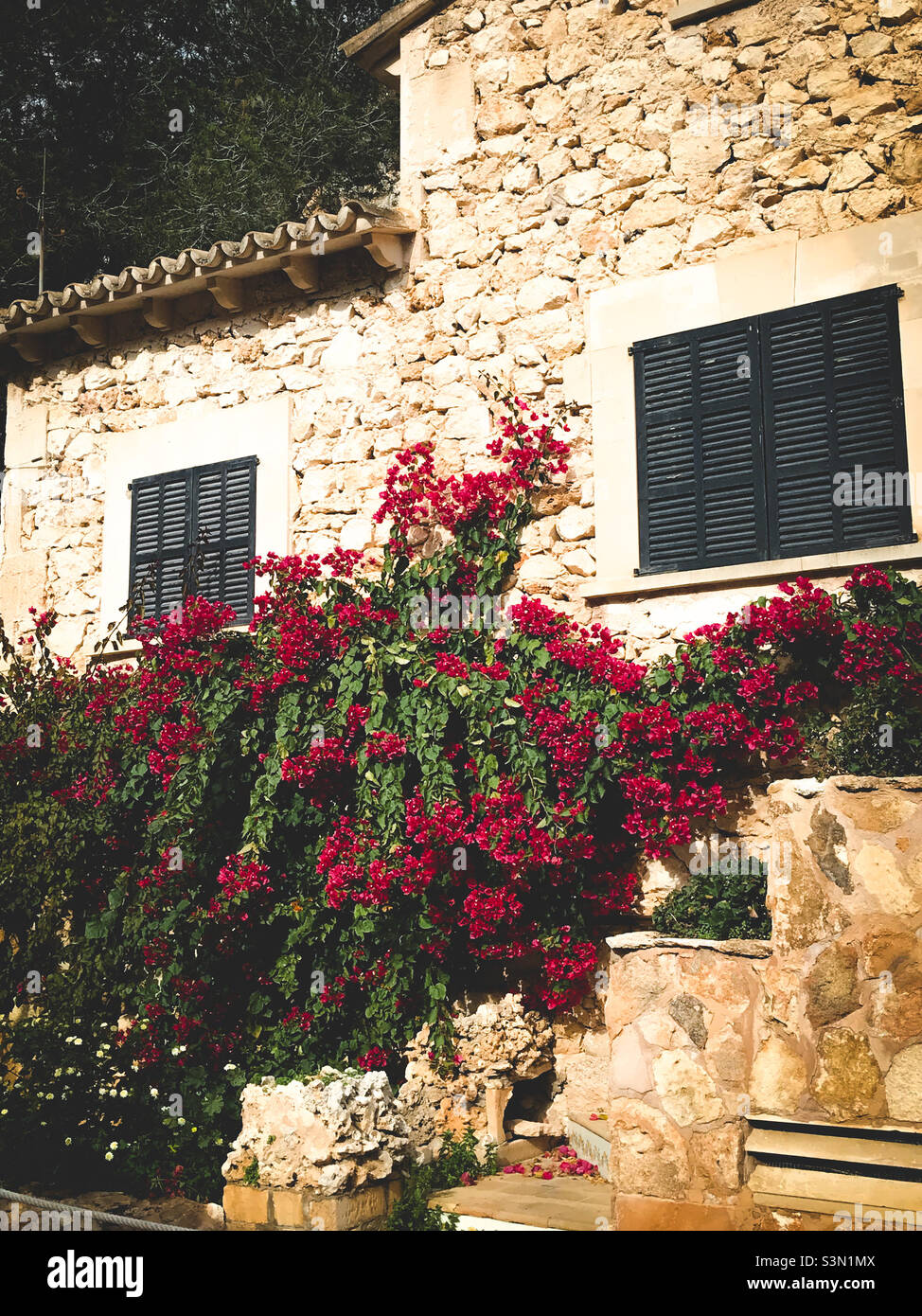 Jolies fleurs sur un mur de Majorque Banque D'Images