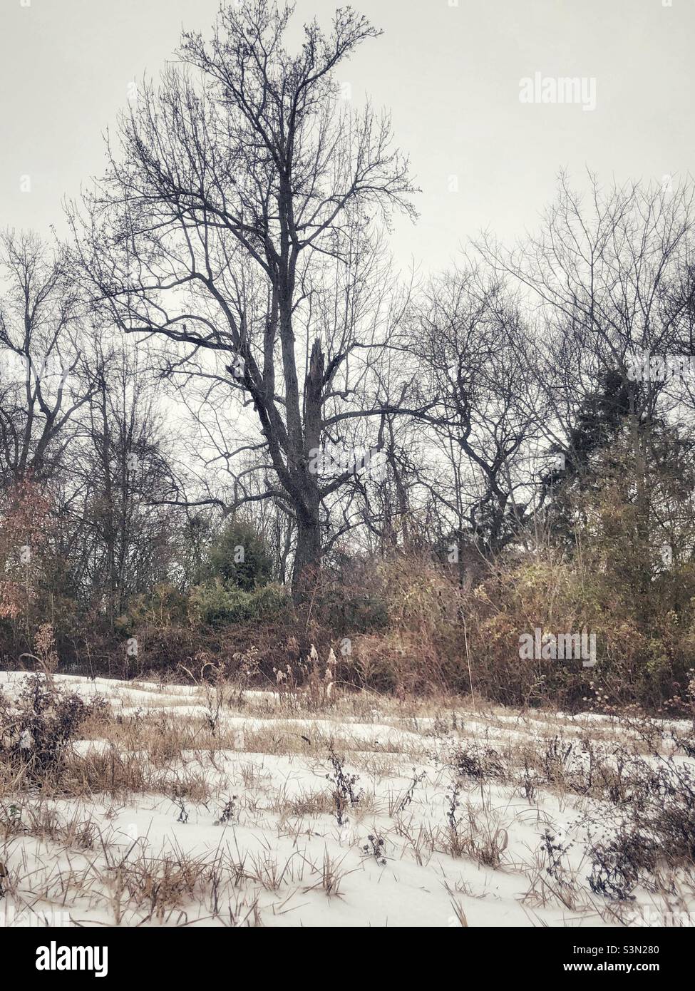 Arbre nu dans le champ neigeux de Caroline du Nord Banque D'Images