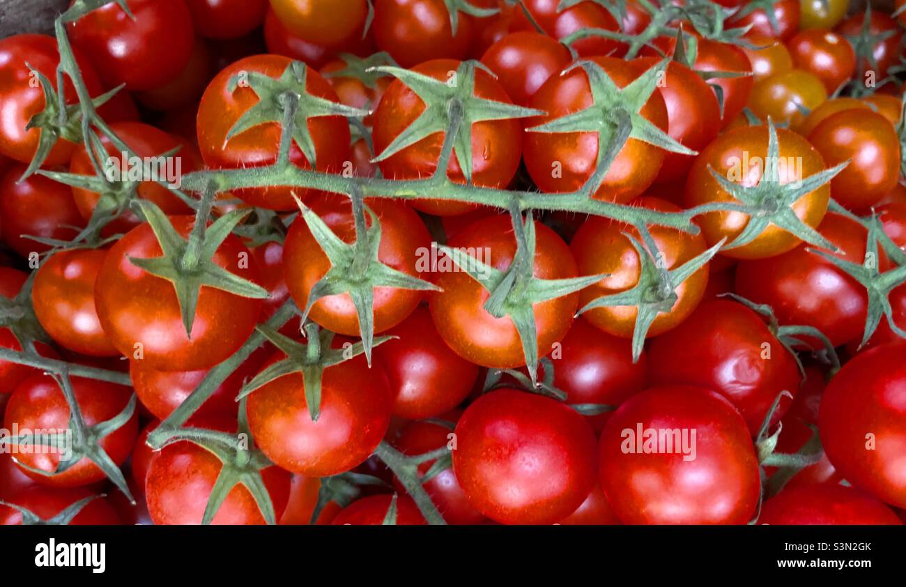 Tomates cerises sur la vigne à vendre dans une ferme Worcestershire Banque D'Images