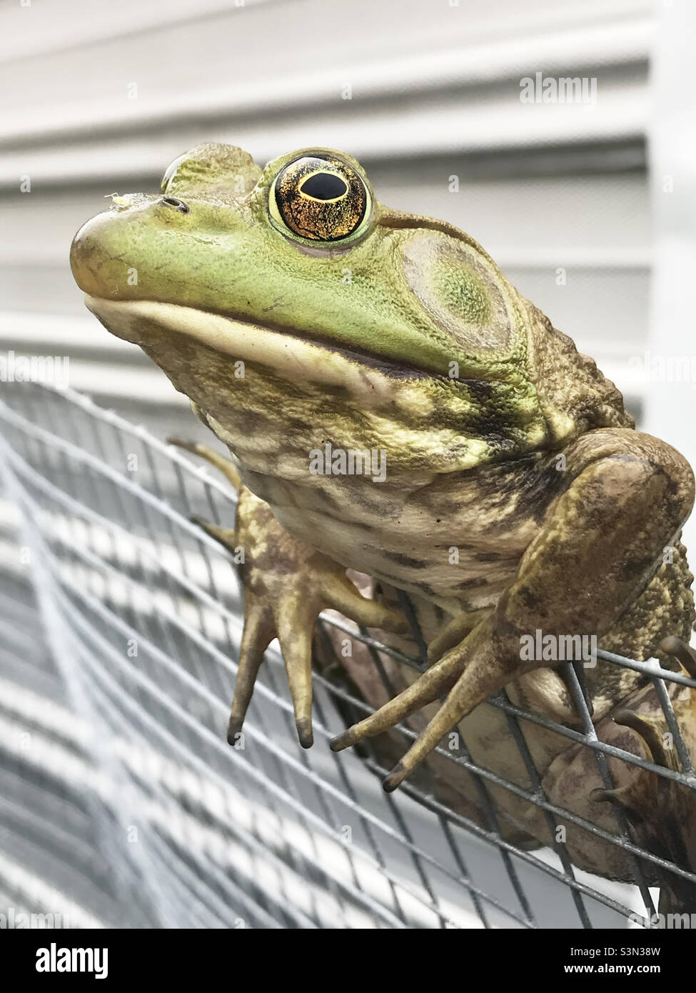 Une grenouille américaine mâle est perchée sur une clôture en chaînette et regarde la caméra. Banque D'Images