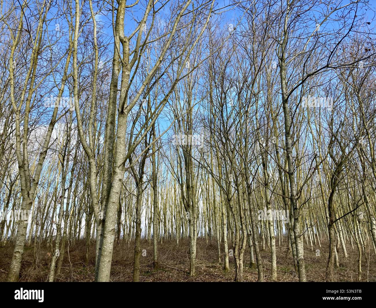 Jeune forêt, une partie de la forêt nationale dans les Midlands anglais Banque D'Images