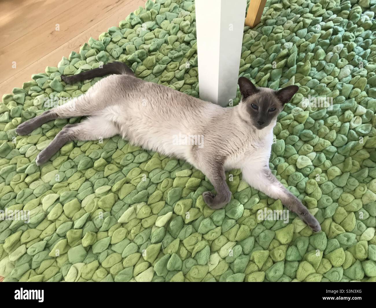 Point Bleu Chat Siamois Banque De Photographies Et D Images A Haute Resolution Alamy
