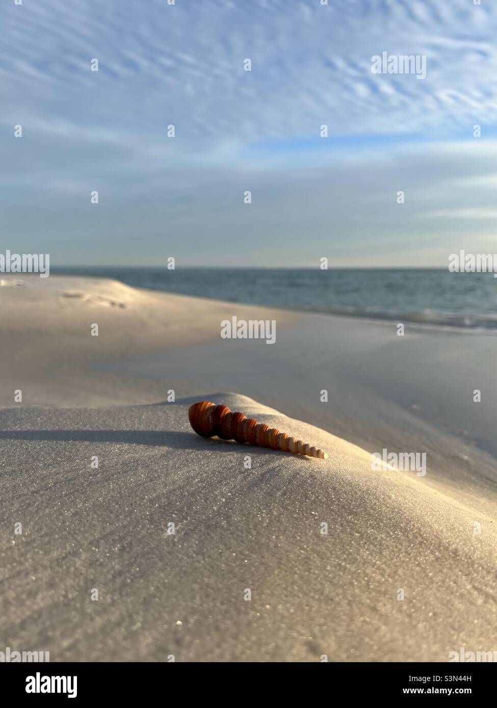 Coquillages sur la plage de sable avec lumière du coucher du soleil tôt et vue sur le golfe du Mexique eau Floride Banque D'Images